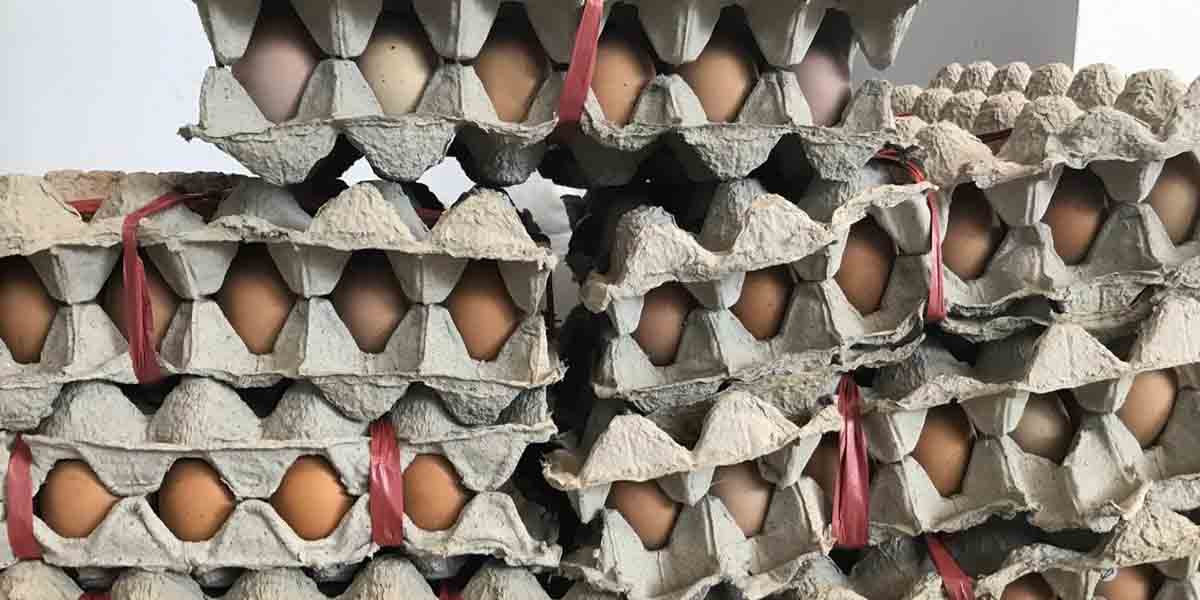 jelang-natal-dan-tahun-baru-stok-telur-di-mimika-aman